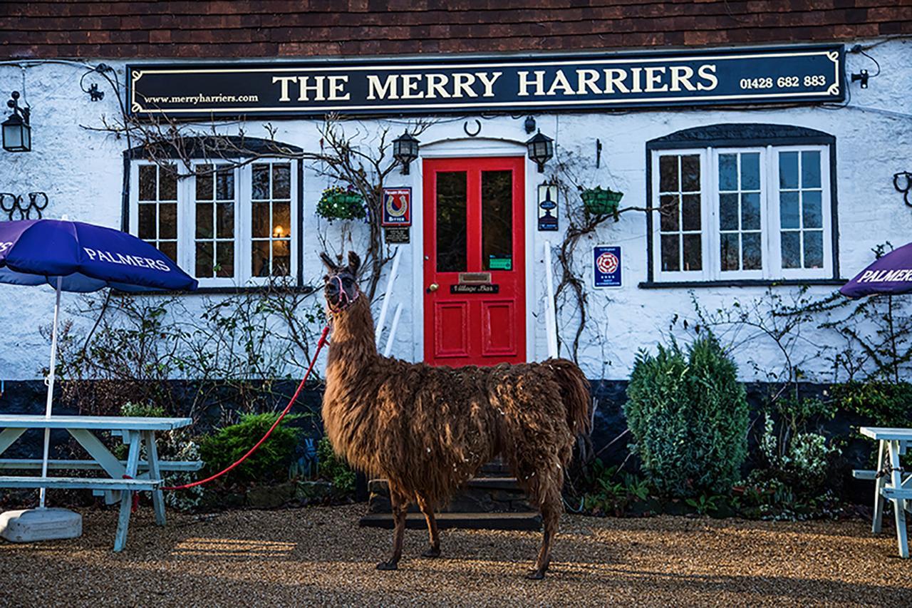 Bed and Breakfast The Merry Harriers à Godalming Extérieur photo